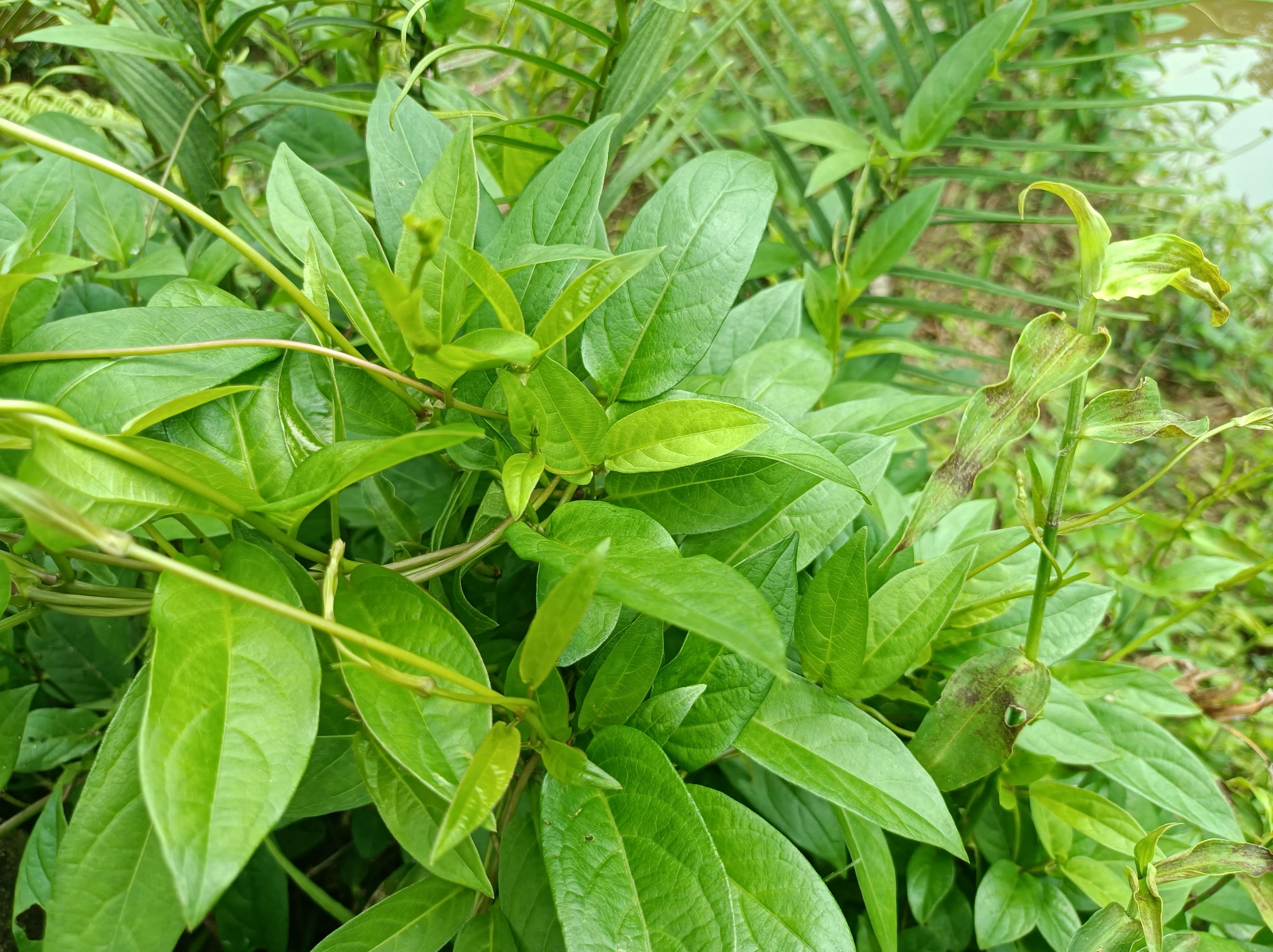 鸡屎藤糖水的做法（营养丰富的鸡屎藤糖水家常做法）