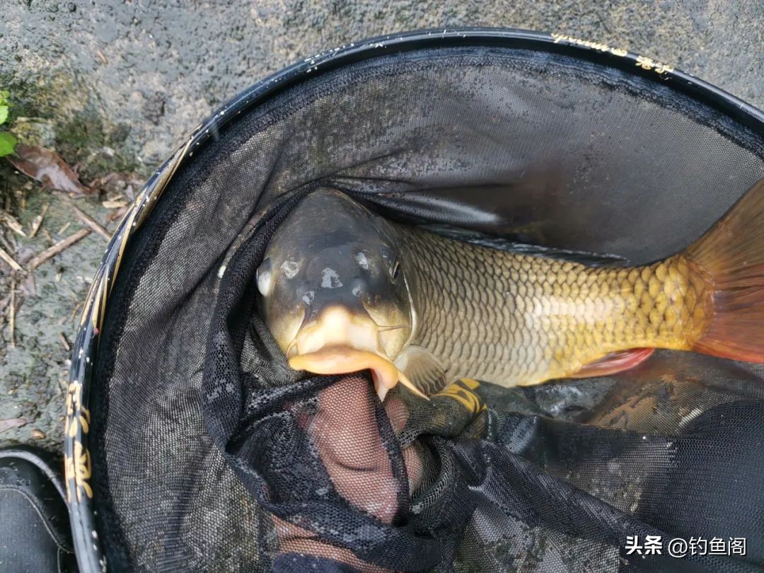 鲤鱼在水面跳水该怎么钓(鲤鱼总在水面跳，能浮钓吗？你看它嘴巴和吃饵方式就知道了)