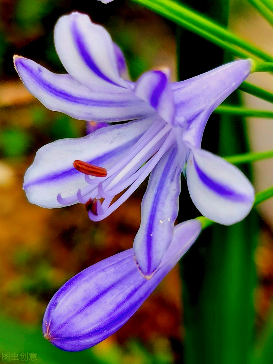 一花一爱一深情，花开美了春天，花香醉了天地，花笑甜了心田