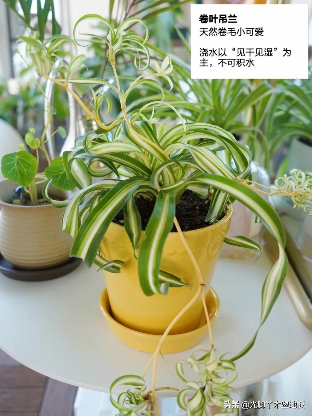 花5000块，把14㎡阳台变成一个小花园，小小的改变感受大大的幸福