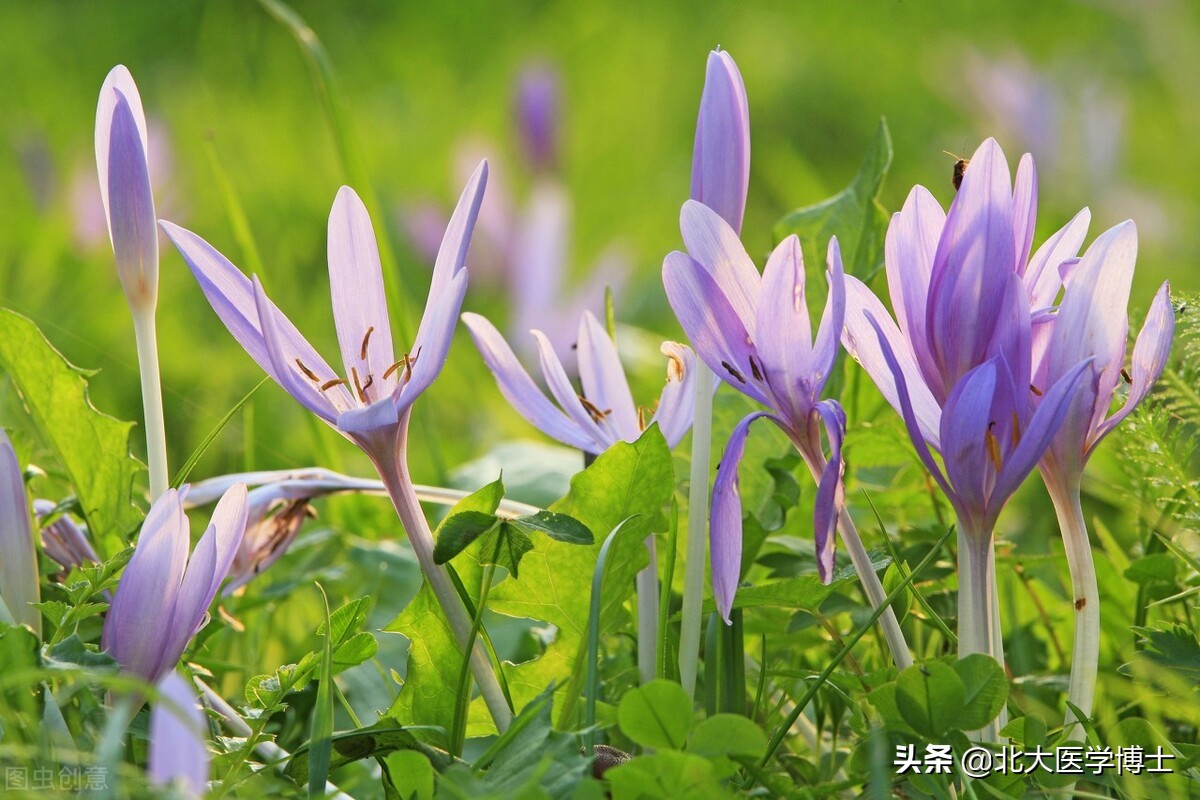 平时常喝这1饮2茶1粥，适合湿热痹阻型痛风不吃药预防痛风发作