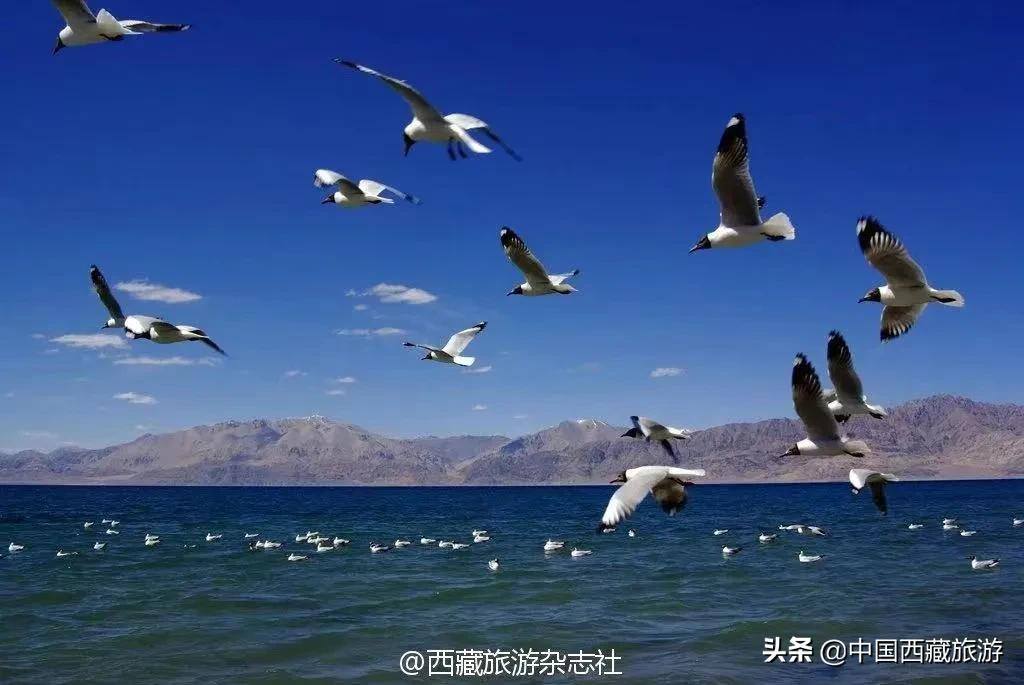 等一个人，陪我去阿里！