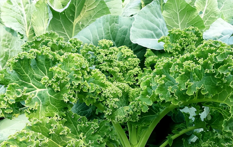 羽衣甘蓝是生菜吗