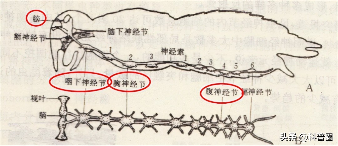 苍蝇能飞多高（苍蝇能飞多高的地方）-第9张图片-昕阳网