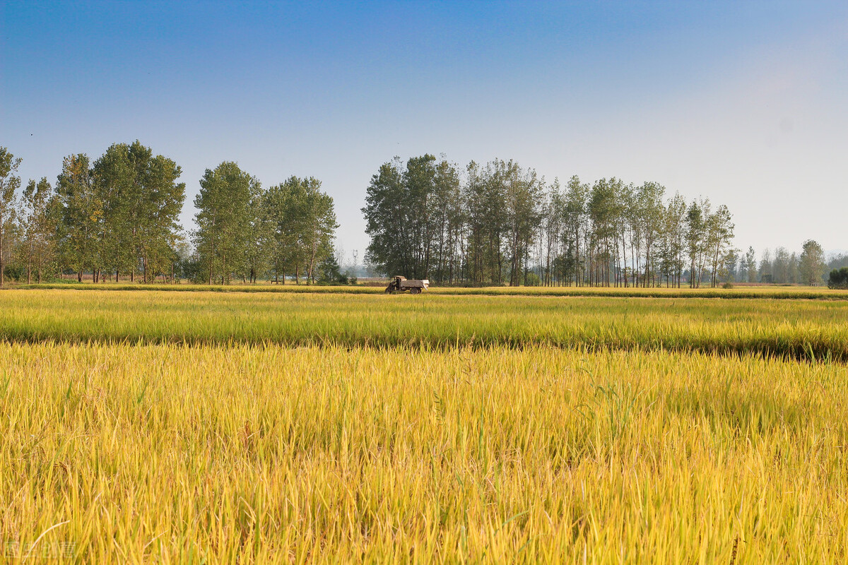 今日扬州市水稻价格，营口水稻价格