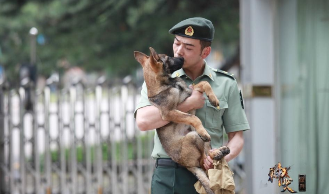 《当家主母》虐猫罗生门：动物是有生命的演员