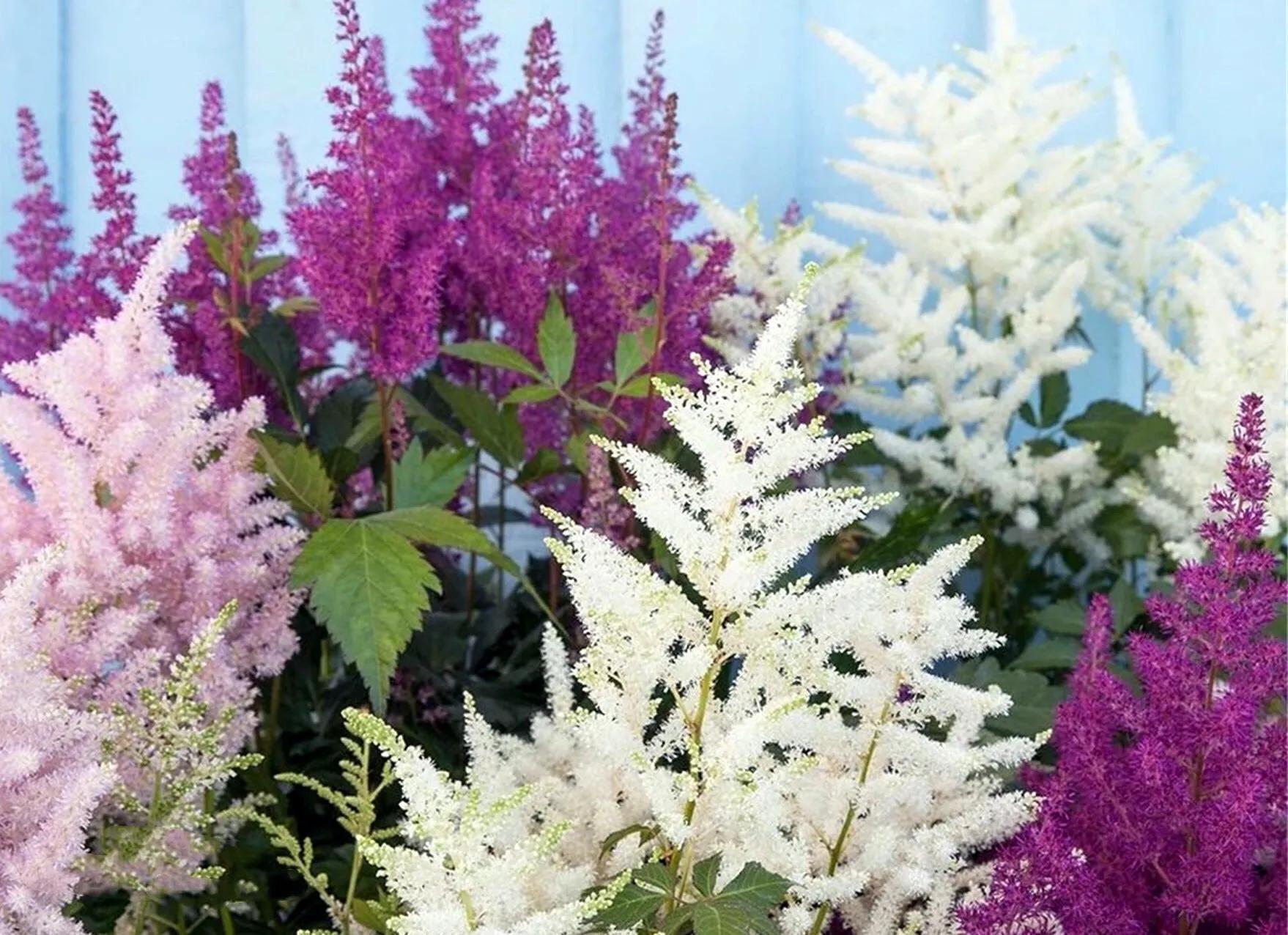 落新妇～植株秀丽,叶色翠绿,花色绚丽,且有一种梦幻朦胧的美