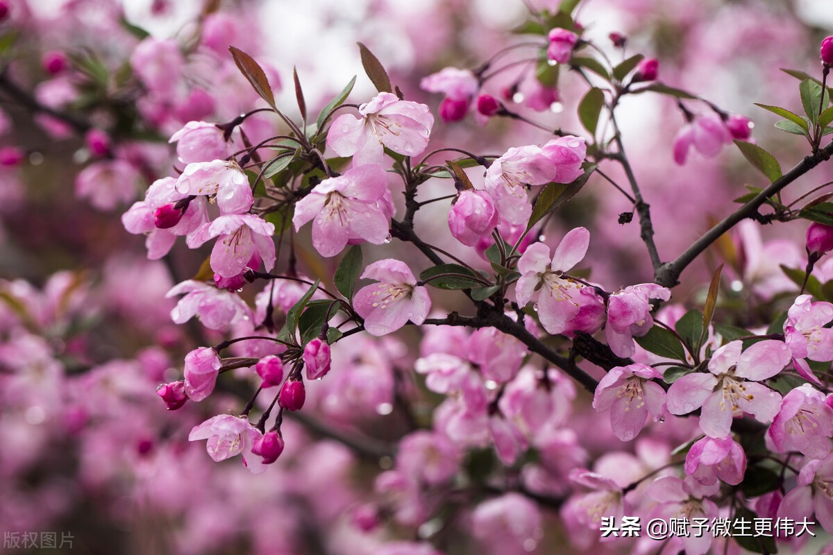 早茶香——如是品成花叶上