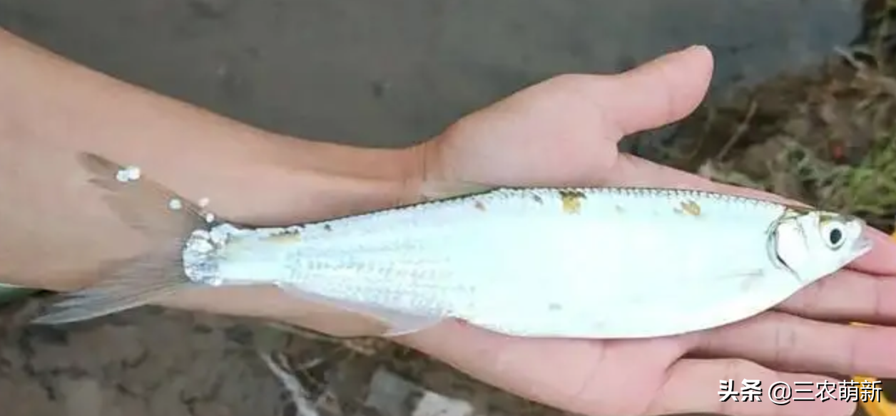 白条鱼是什么鱼(白条鱼能清热，而且很有营养，却遭钓鱼人“嫌弃”，这是为何？)