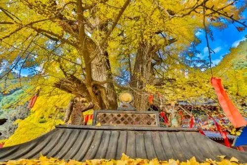 山东十大冷门景点，景美人少好玩