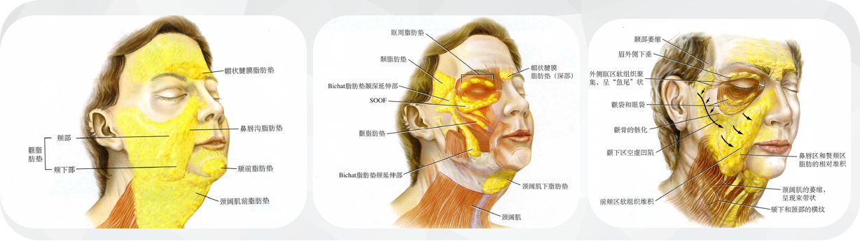 泰美丽格王院长“液态轮廓提升2.0技术”：面部年轻技术再升级