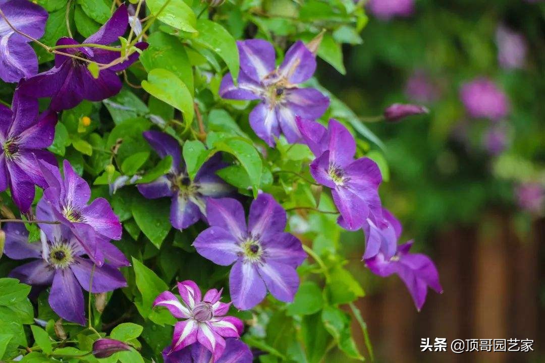 6种花墙的做法，让你的花园连墙面都美美的