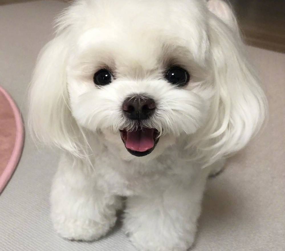 马尔济斯犬价格 马尔济斯多少钱一只-千百号