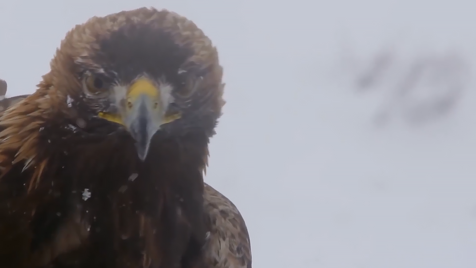 蜜蜂为新冠疫情立功，老鹰帮助抓恶人，动物的神奇天赋不可小瞧