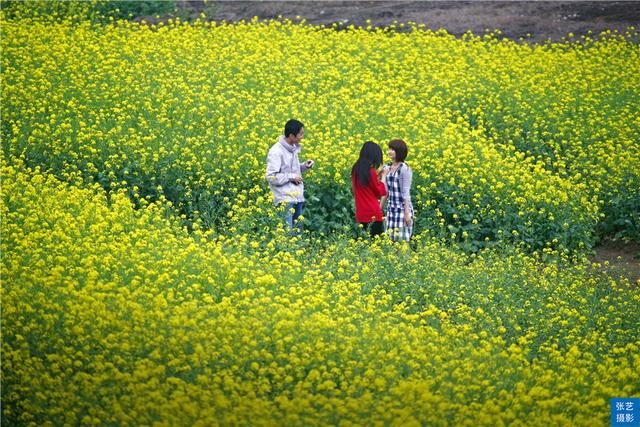 阳春三月，广东石门油菜花田乡村美，春天赏花拍照踏青好去处