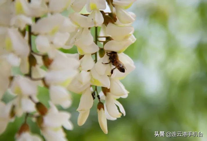 正在公示！连云港赏花胜地在这里