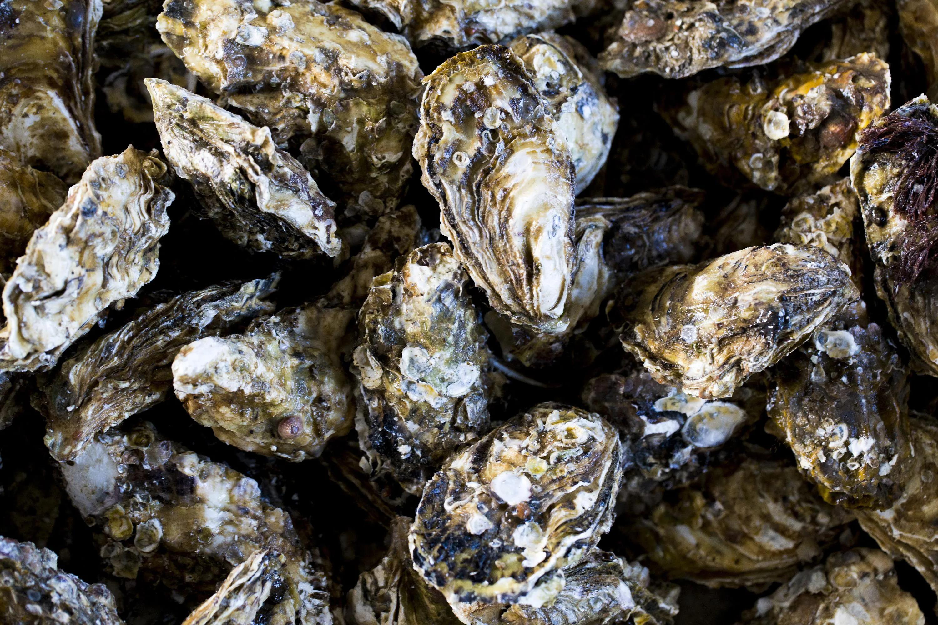 牡蛎是什么样子图片(生蚝和牡蛎明明长得一模一样) - 赤虎壹号