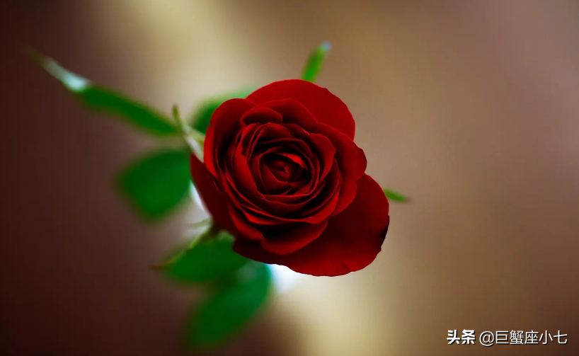 Ħ(zuo)ݵ(yi)Ħݵ-(jing)Ʒ