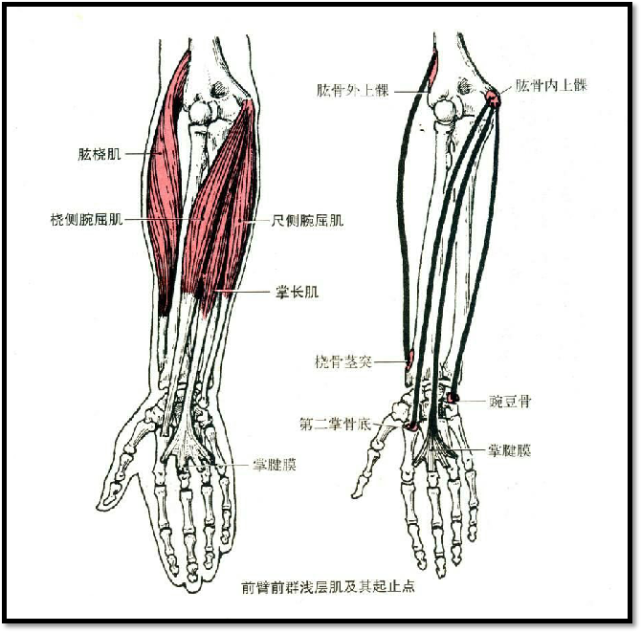 肘窝肌肉解剖图图片