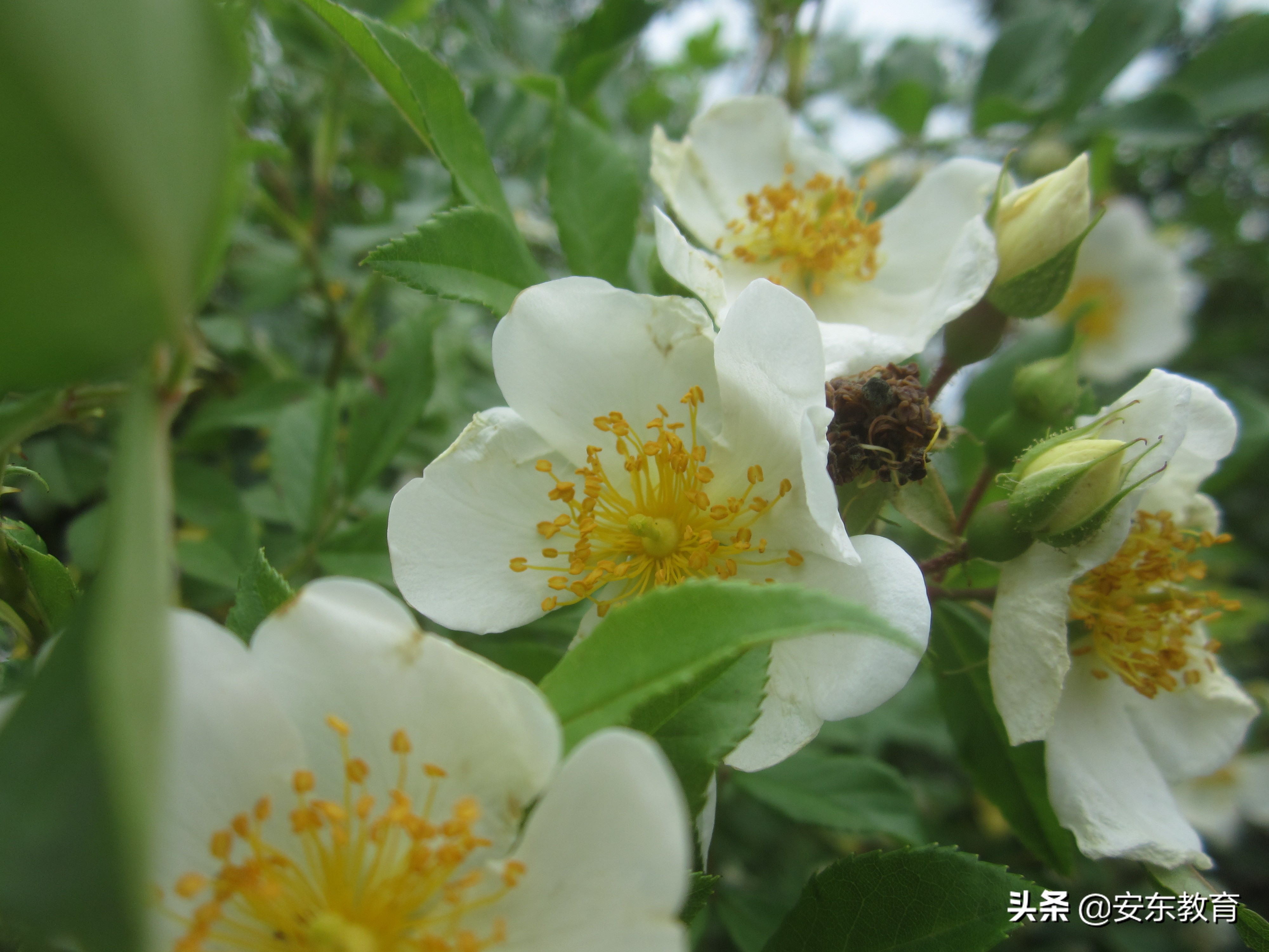 智利女优朵儿(采刺玫朵儿，甜蜜和辛酸混杂的记忆，认识山刺玫和野蔷薇)