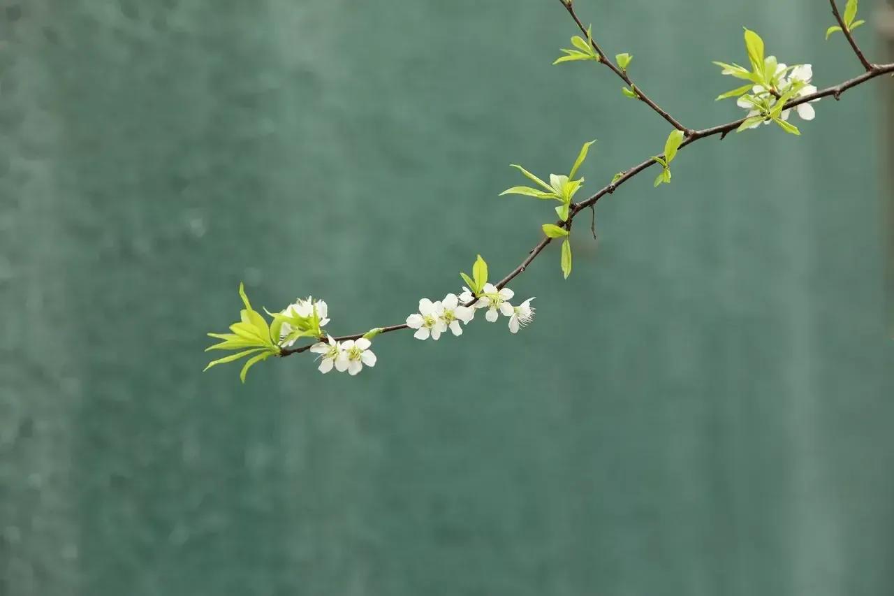 关于春天的唯美句子，描写美好春暖花开的优美文案