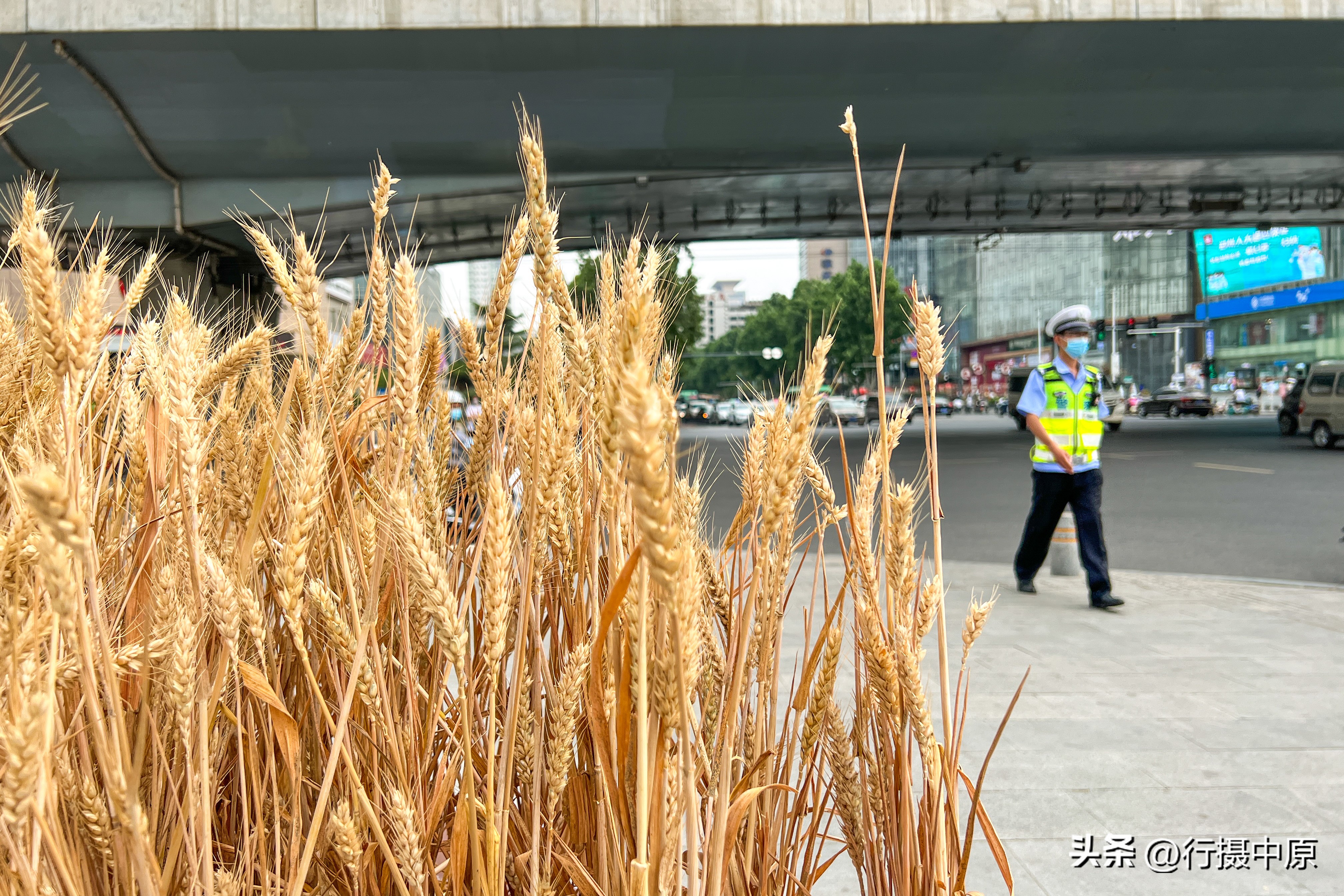 街头篮球小麦怎么样(郑州金黄麦穗“种”上城市街头，都市商圈现“风吹麦浪”场景)