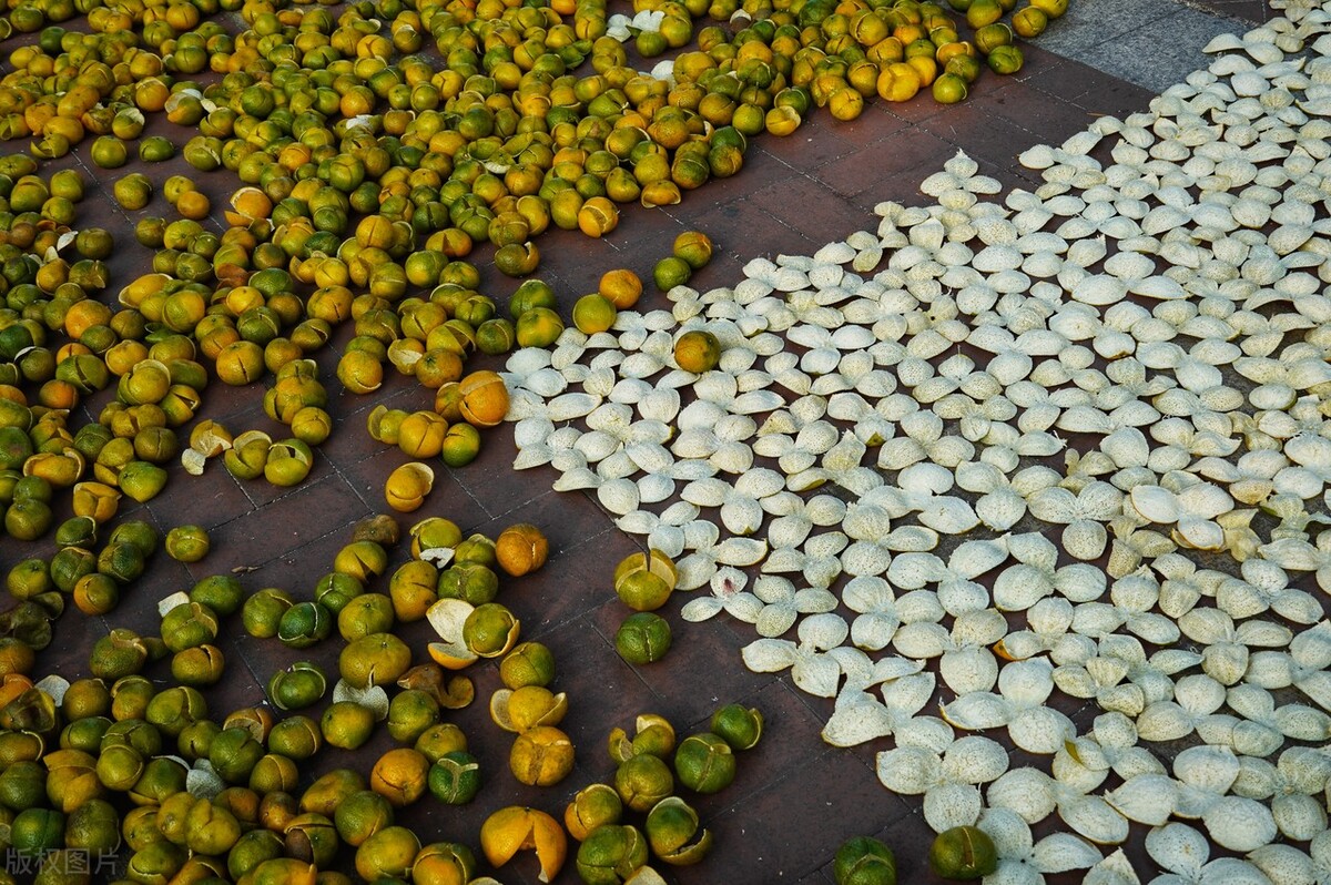 为什么东甲比西甲贵（新会陈皮中东甲圈枝最贵，为什么价格越高人人都抢着来买呢？）