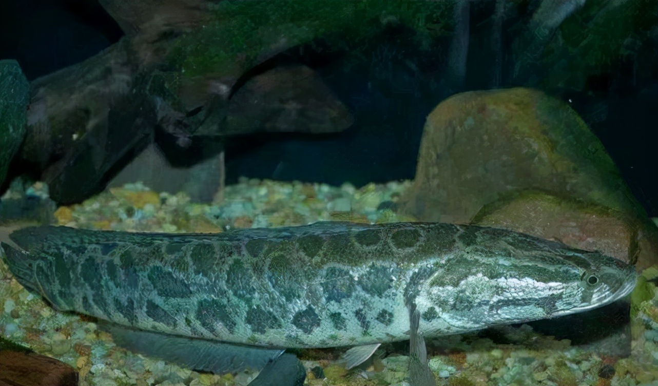 蛇头鱼入侵美国20年,一米多长体胖如猪,专家建议捕获后立刻杀死