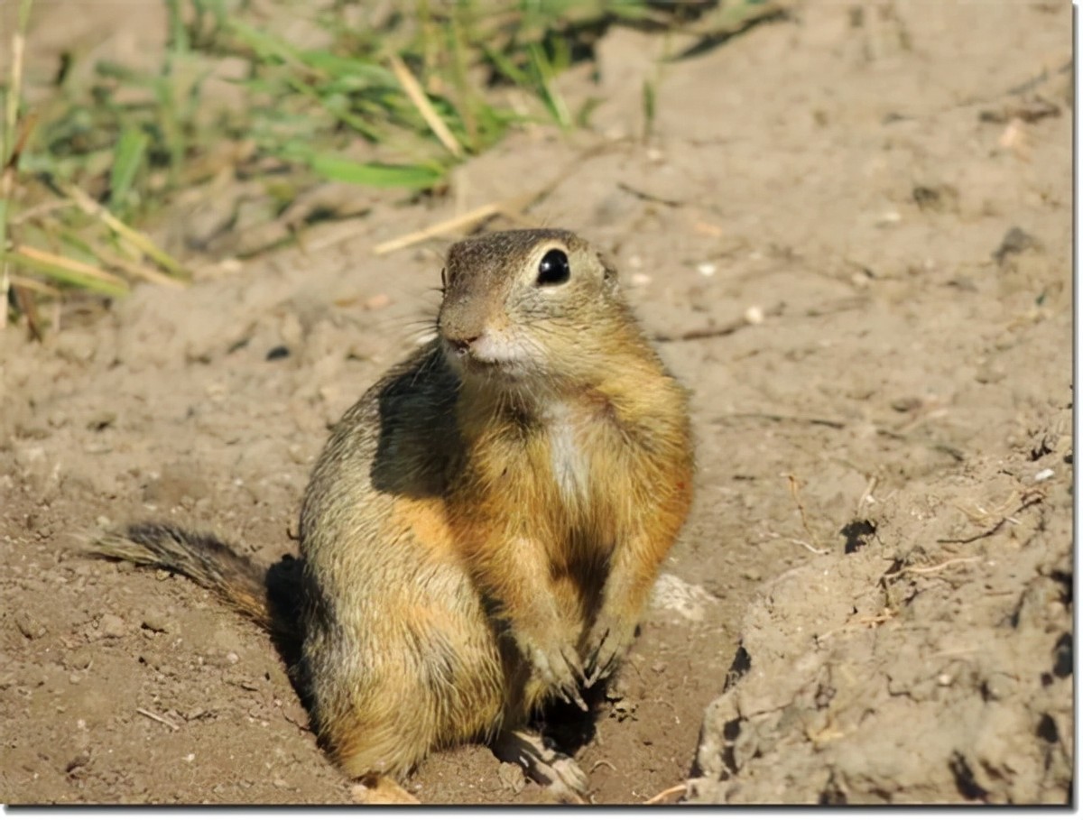 1993年，新疆草原上发现大量死黄兔尾鼠