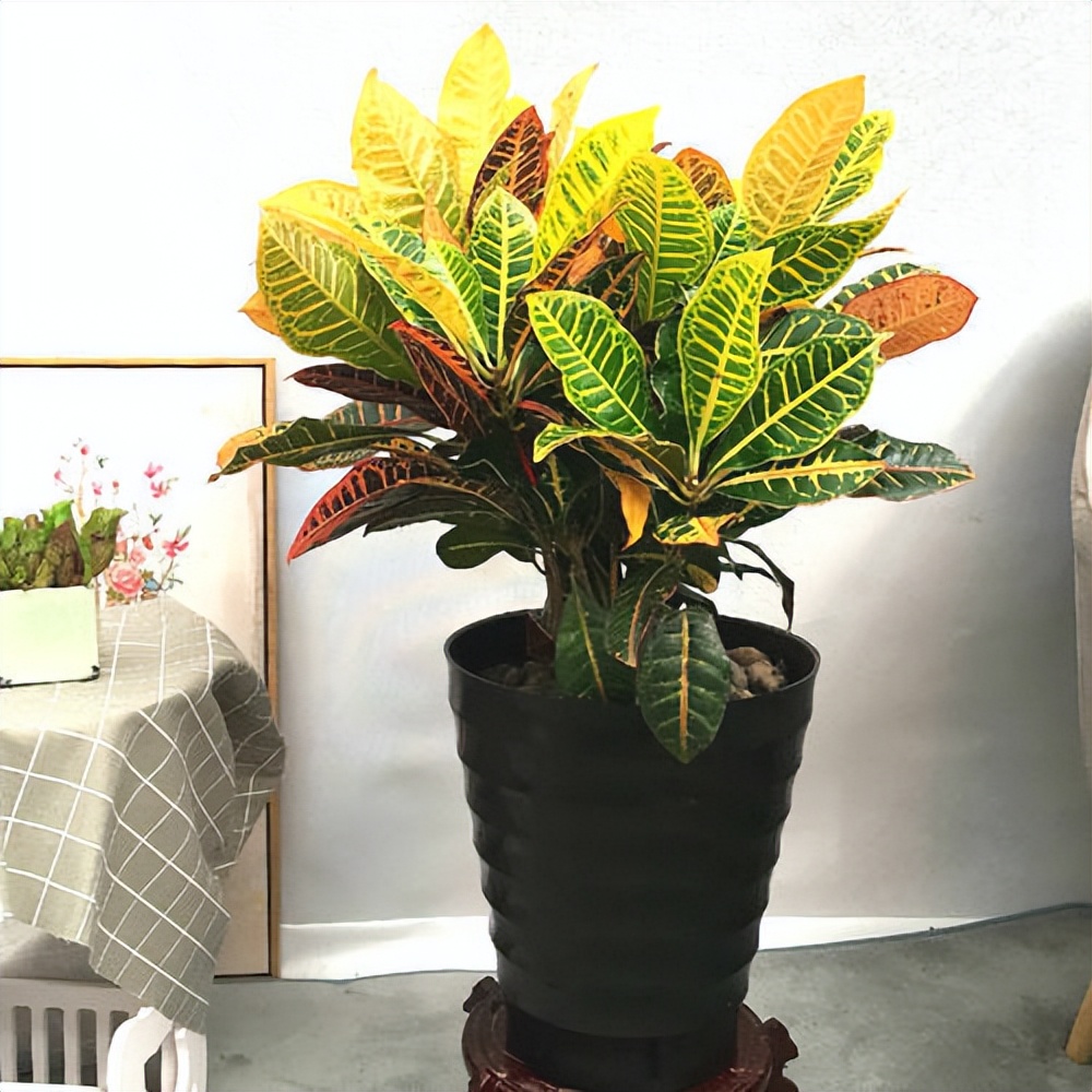 6种彩叶植物，养眼添姿彩！祛除异味有特效，好养还省心