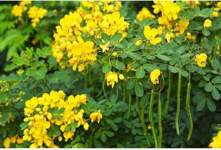 植物名称大全(开黄花的植物名称大全)