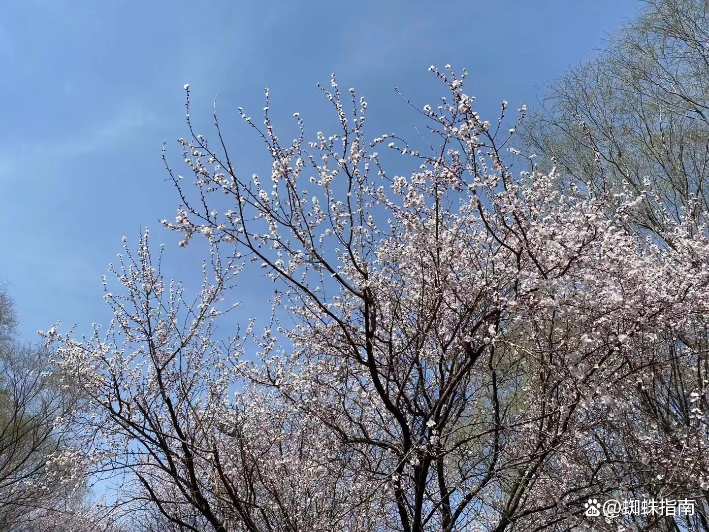 北京奧林匹克森林公園好玩嗎（清明踏春好去處，打卡北京奧林匹克森林公園，安排上）