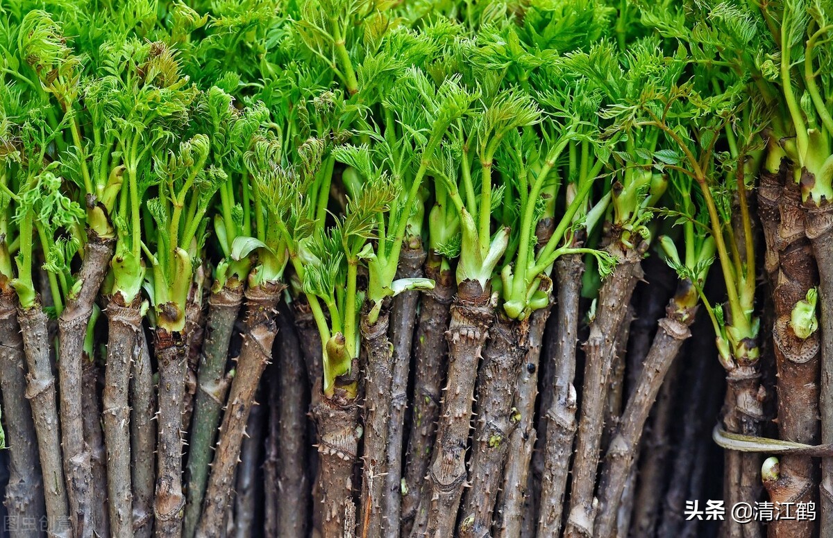 图片:人工野转家生刺龙芽作为野转家生的山野菜,人工栽培时总是出现