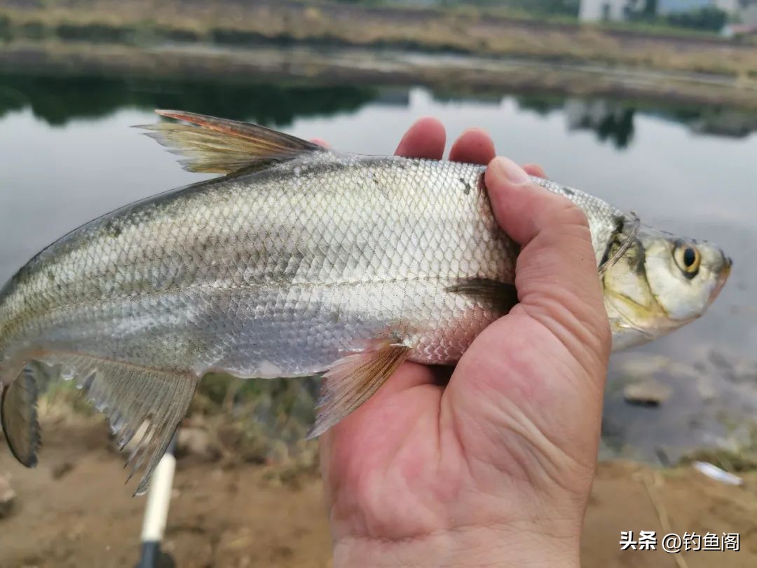 钓鱼的最佳时间是几点到几点（钓鱼的最佳时机）-第5张图片-科灵网