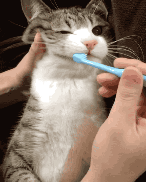 80%猫咪都有牙周炎？猫咪口臭就要警惕