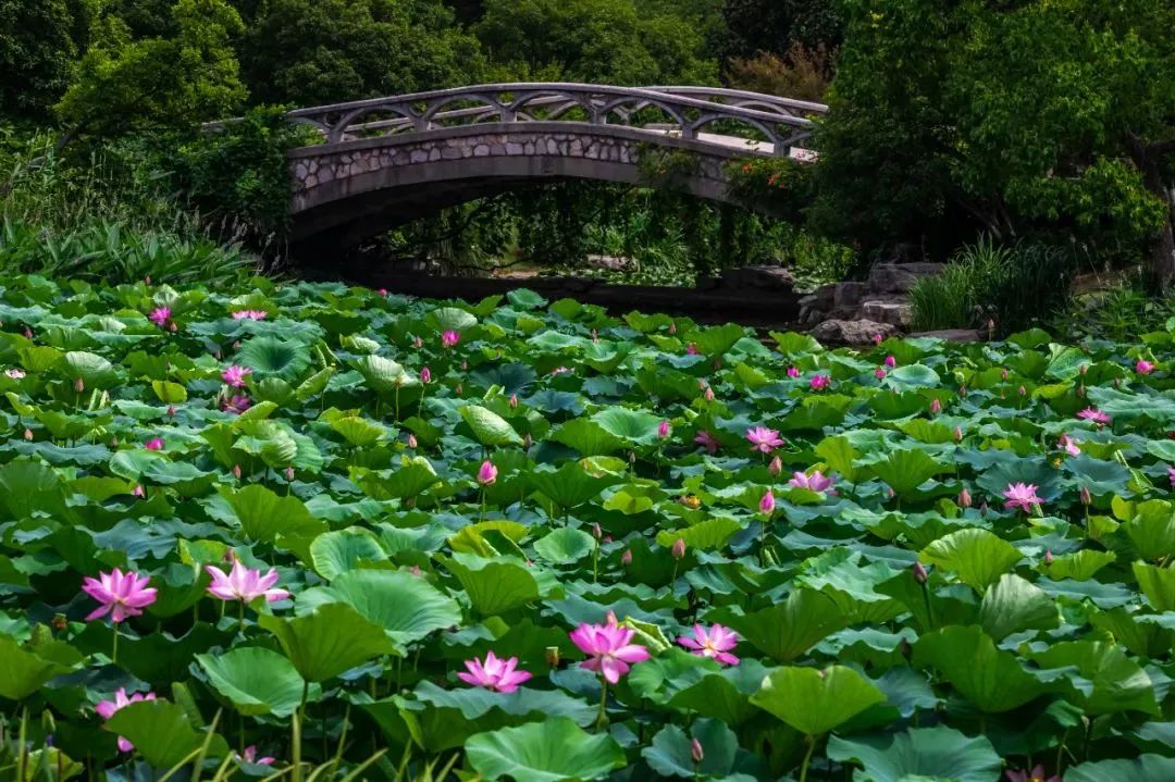 上海热到41°c(上海热到41°c?大夏天只有这满池子荷花能治愈我了)