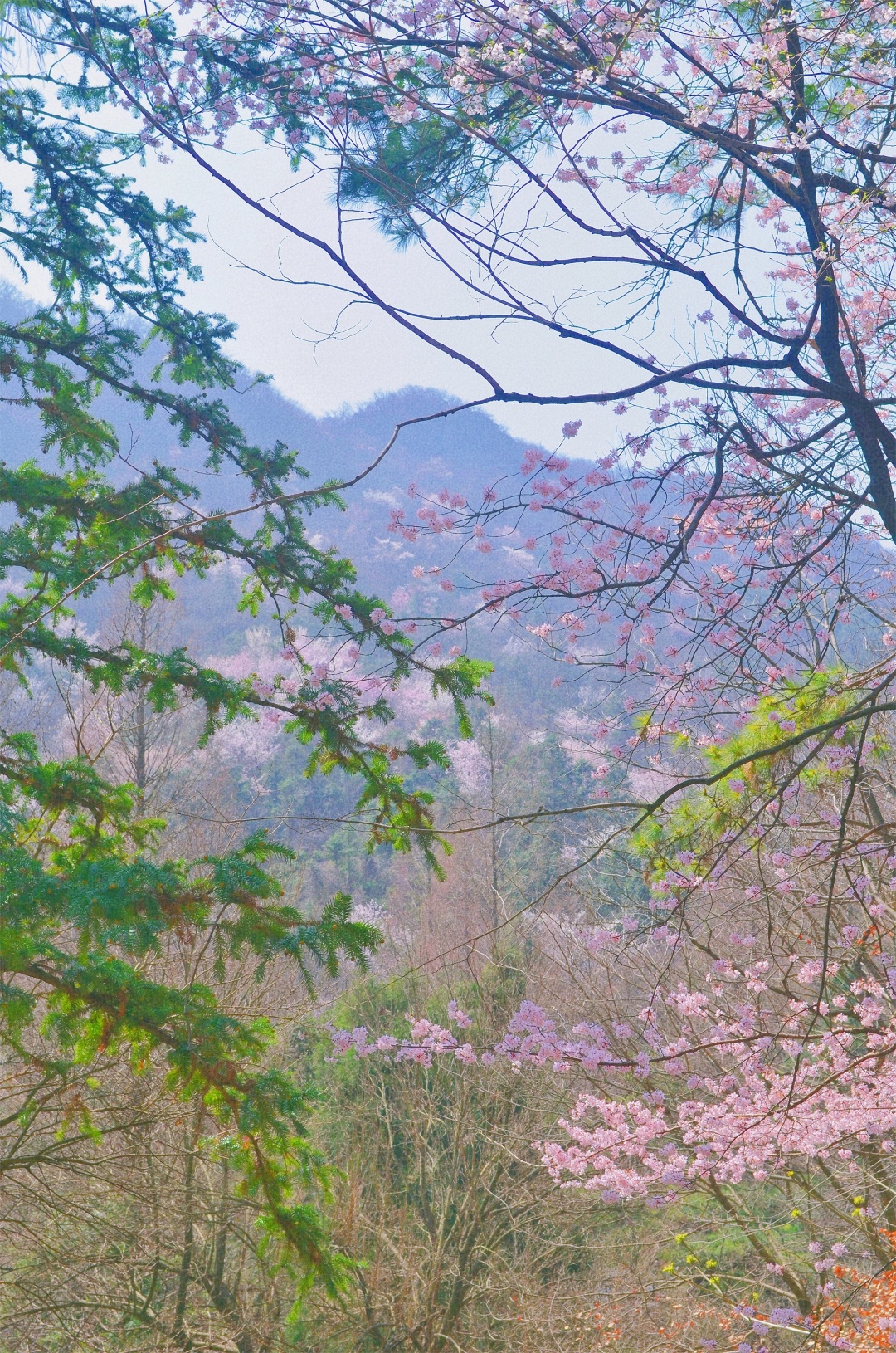 武汉自驾2H，打卡高山野樱花瀑布~花间漫步，自在山居，太浪漫