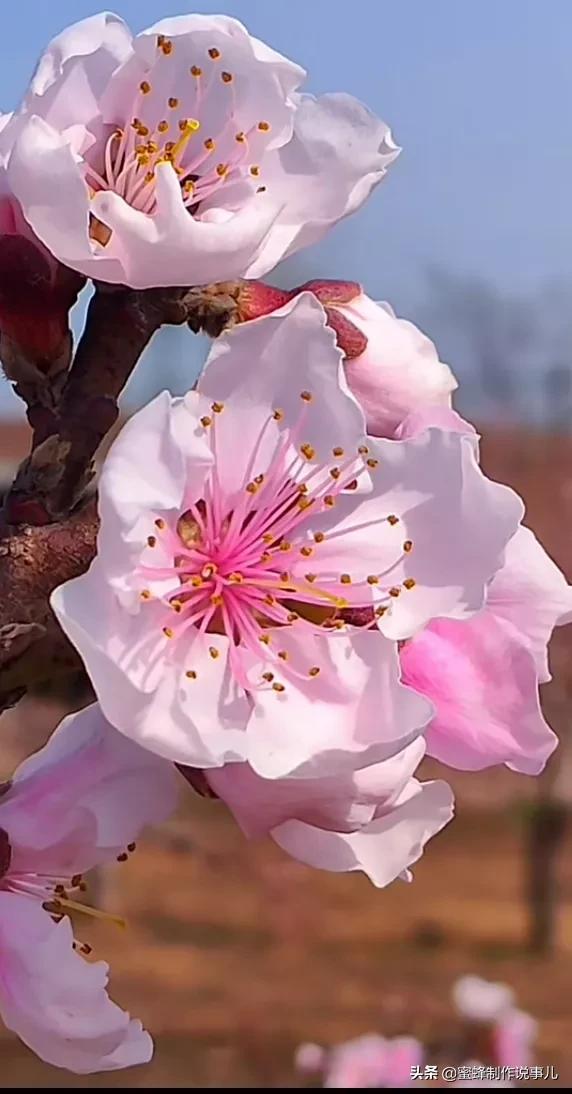 一路鲜花相伴，一路芬芳相随