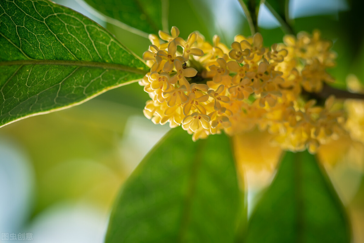 桂花为何这么香？桂花香对人体有无害处？详细科普