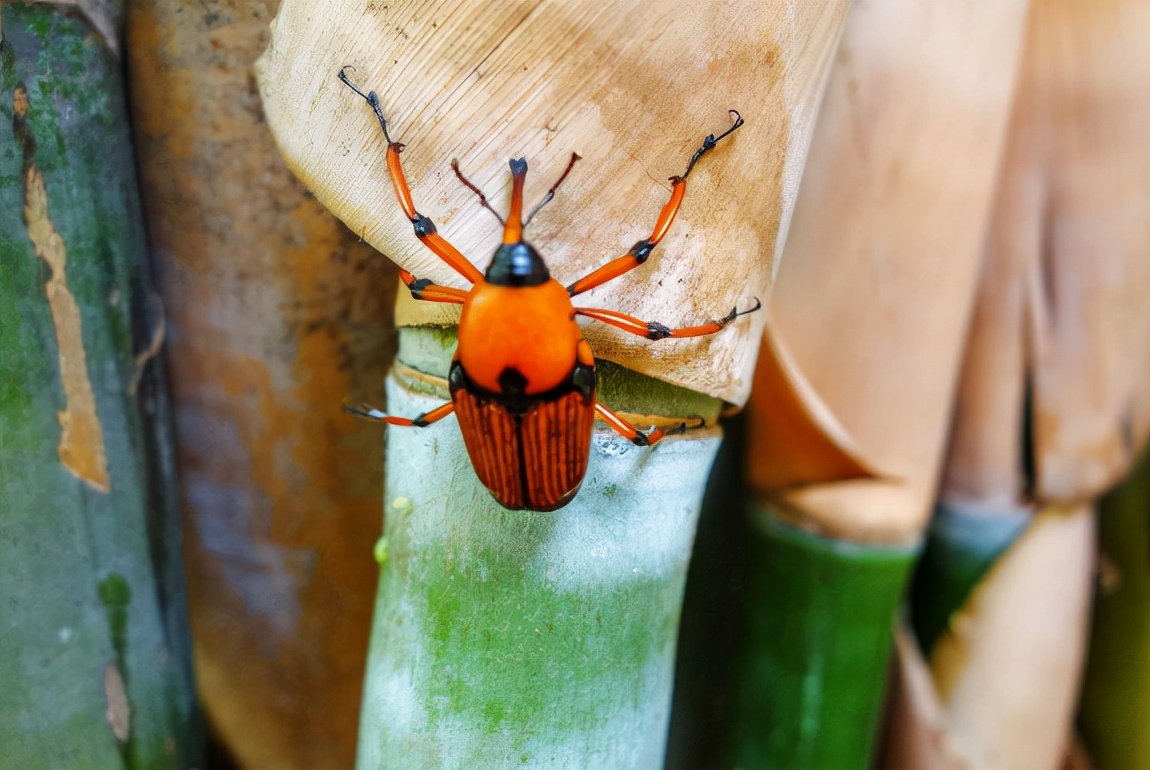 竹笋虫多少钱一斤(竹象虫:专门危害竹子,儿时抓来当玩具,如今养殖的