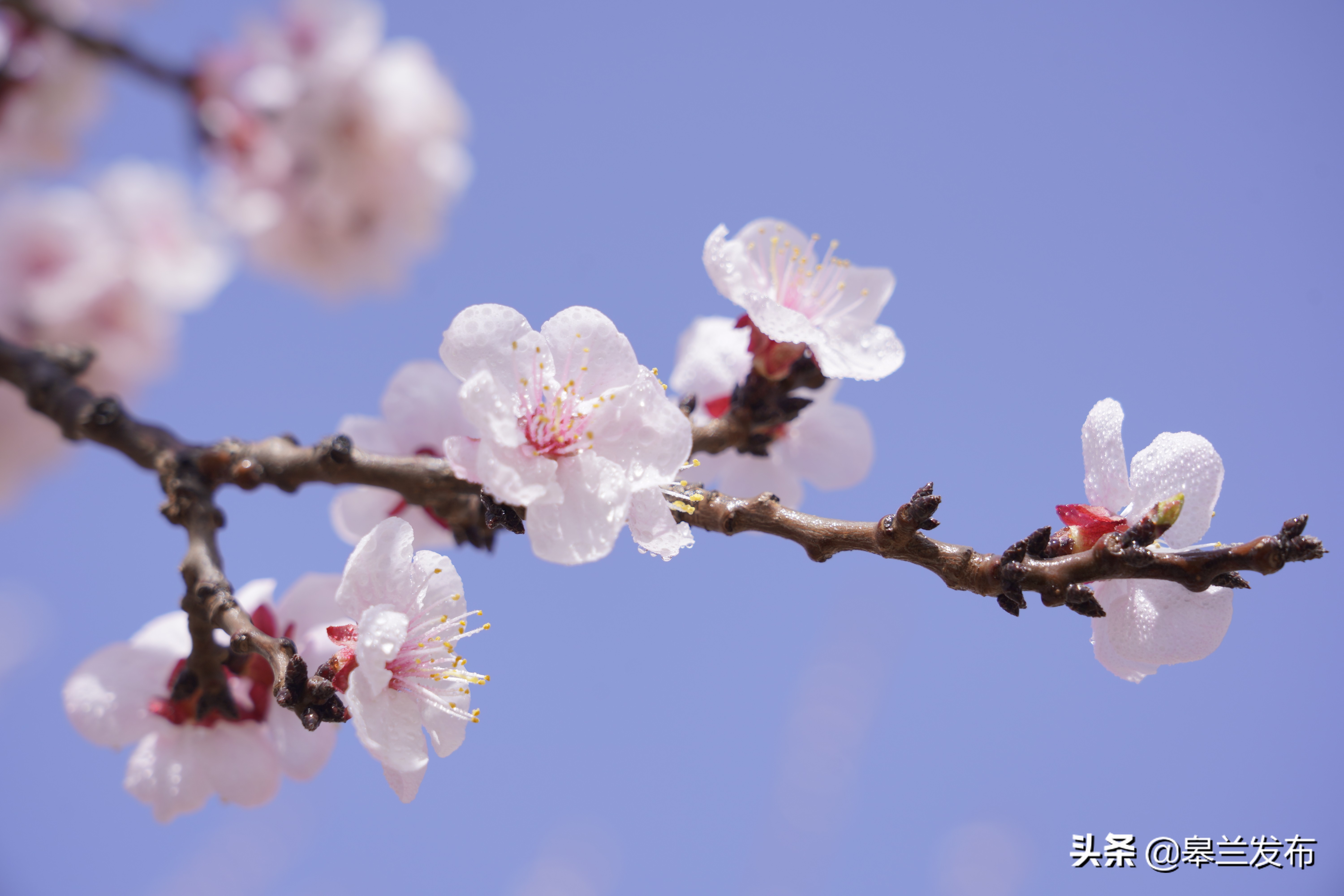 卻阻止不了春天的降臨 ,花兒照樣開 ,美好,希望……正悄然而至,杏花