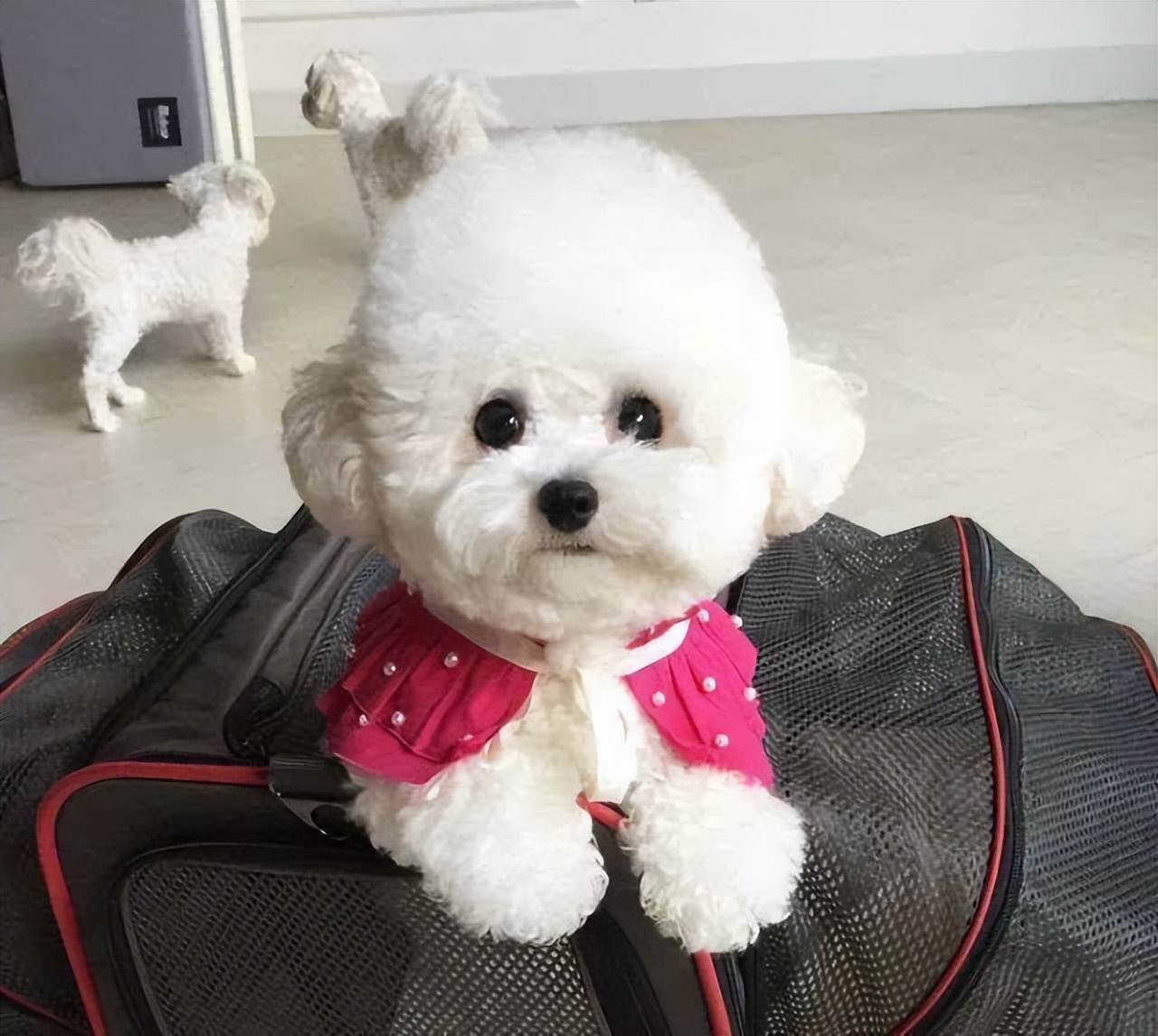 比熊犬好养吗 比熊犬这5部位碰不得-只专注一件事-否群百科