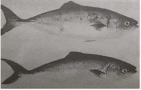 鱼类养殖常见4种“白点病”