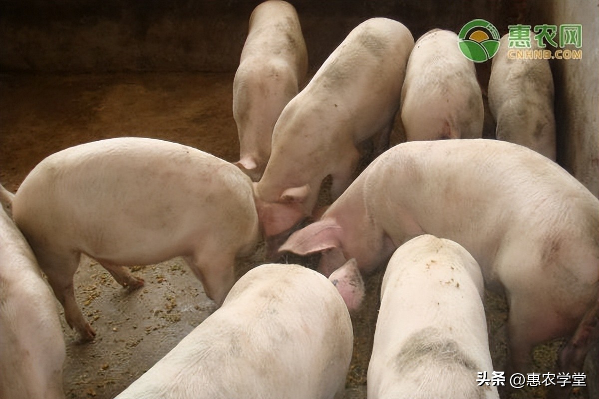12月生猪价格多少钱一斤？