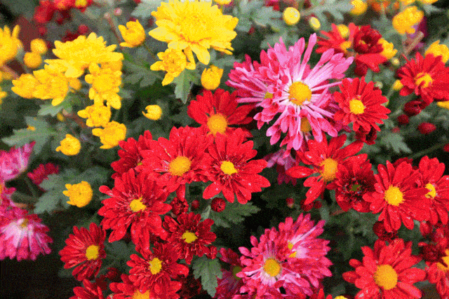 从化室内花卉哪些种类（年货推介第一弹！广东花市强势回归，哪朵花是你的最爱？（附各地市购花攻略））