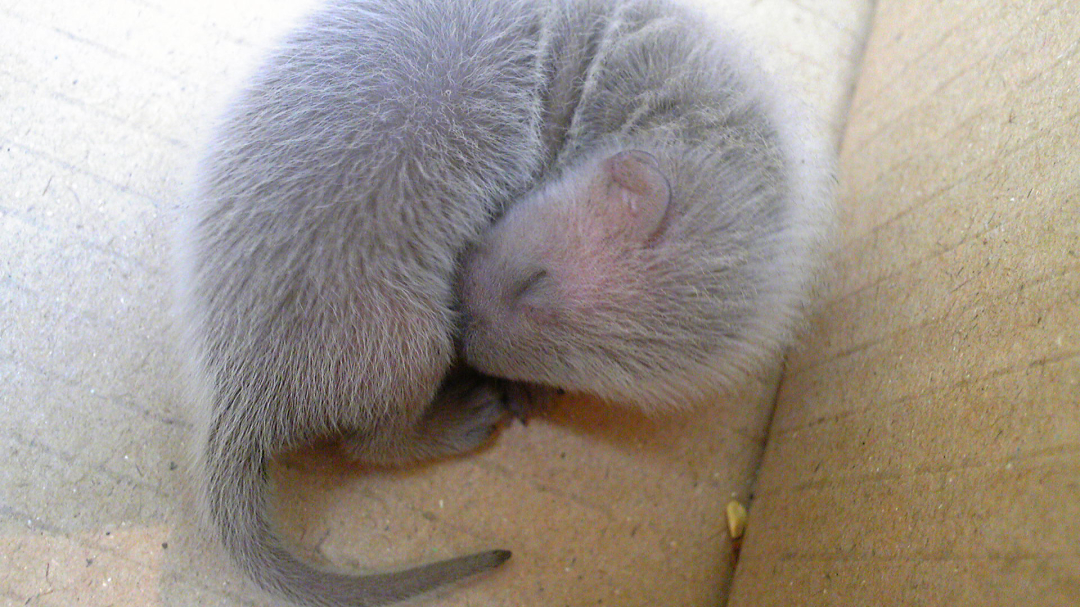 黄鼠狼的幼崽不过由于环境的破坏,体型偏大的菜花蛇已经很难看到它们