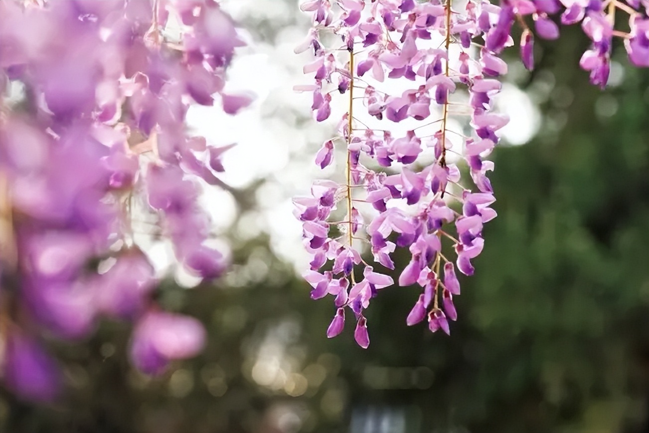 「诗词鉴赏」古诗词里的紫藤花，如如彩练，如瀑布，盛放如霞