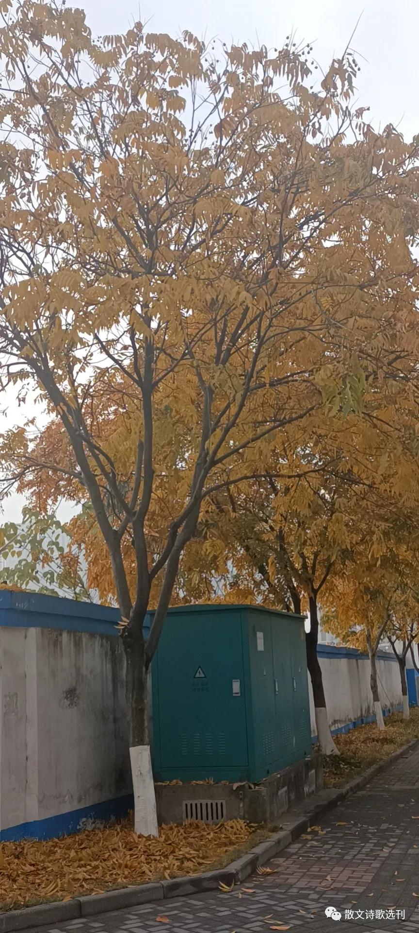 冬日絮语，漫谈自媒体达人及网红现象