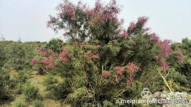 红柳树在哪里（红柳树不仅可以观赏还能做美食）