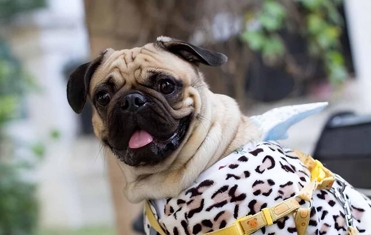 八哥犬多少钱 茶杯犬多少钱一只-思宇生活